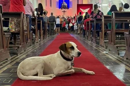 Cachorrinha acompanhava turistas, participava de missas Dama do Largo: morre Marta, cadela símbolo da Cidade de Goiás