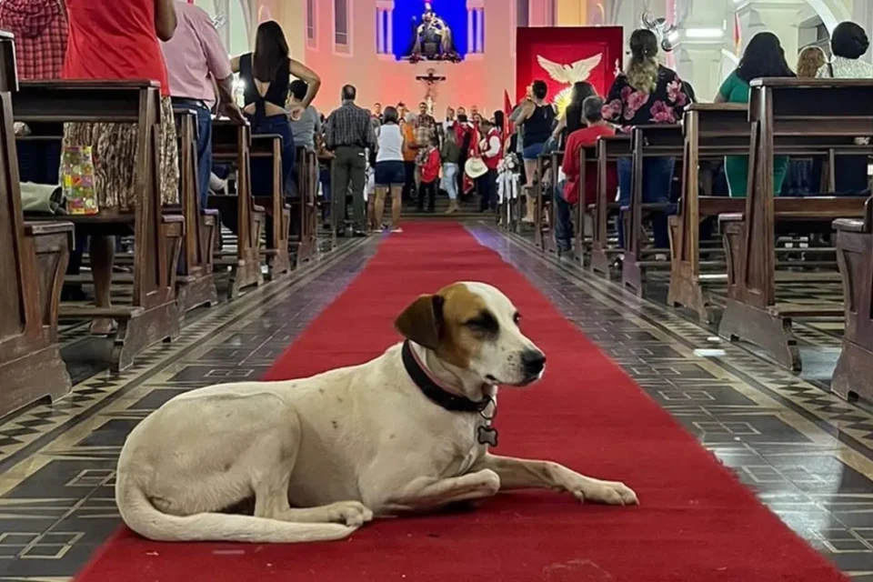 Cachorrinha acompanhava turistas, participava de missas Dama do Largo: morre Marta, cadela símbolo da Cidade de Goiás
