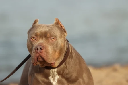 Deputado propõe focinheira obrigatória para pitbulls em Goiás (Foto: Pexels)