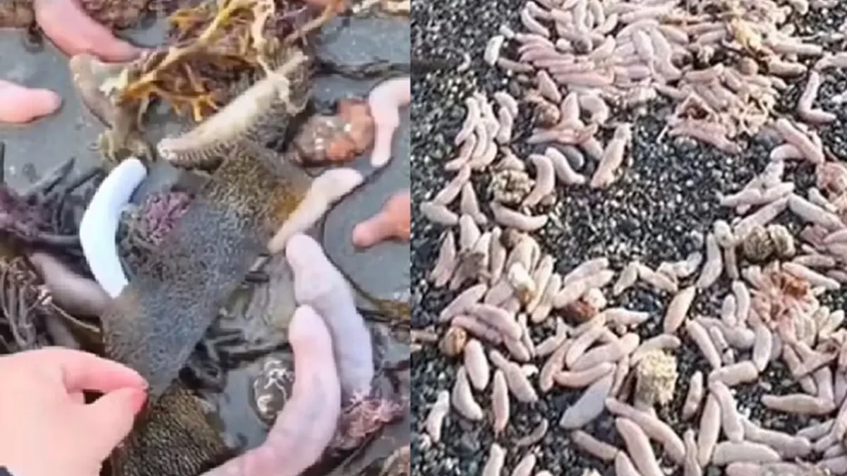 Praia é coberta por milhares de peixes-pênis de 25 cm; vídeo Argentina verme marinho vive no fundo do mar litoral atlântico pênis