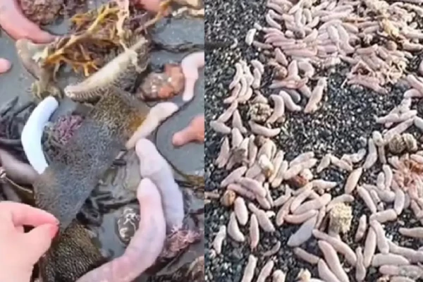 Praia é coberta por milhares de peixes-pênis de 25 cm; vídeo Argentina verme marinho vive no fundo do mar litoral atlântico pênis