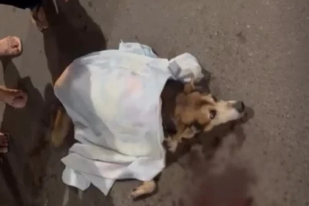 cachorro atropelado