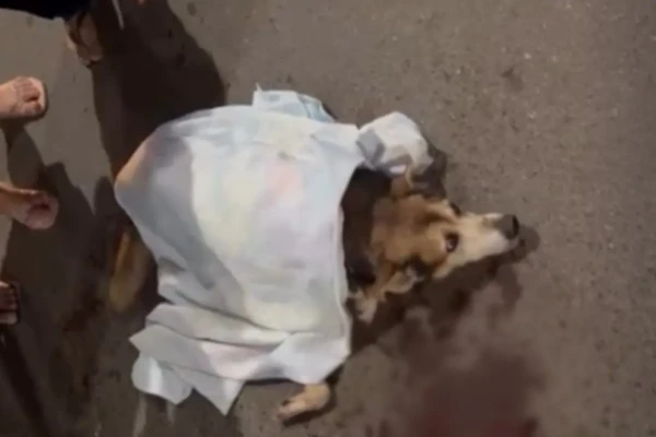 cachorro atropelado