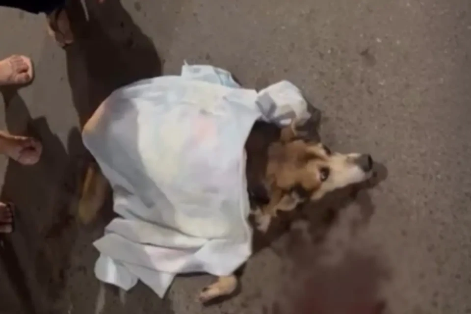 cachorro atropelado