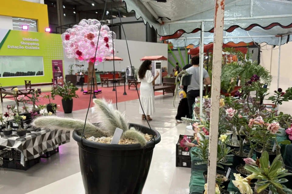 Feira de plantas em Goiânia aposta em presentes vivos para o Dia dos Namorados