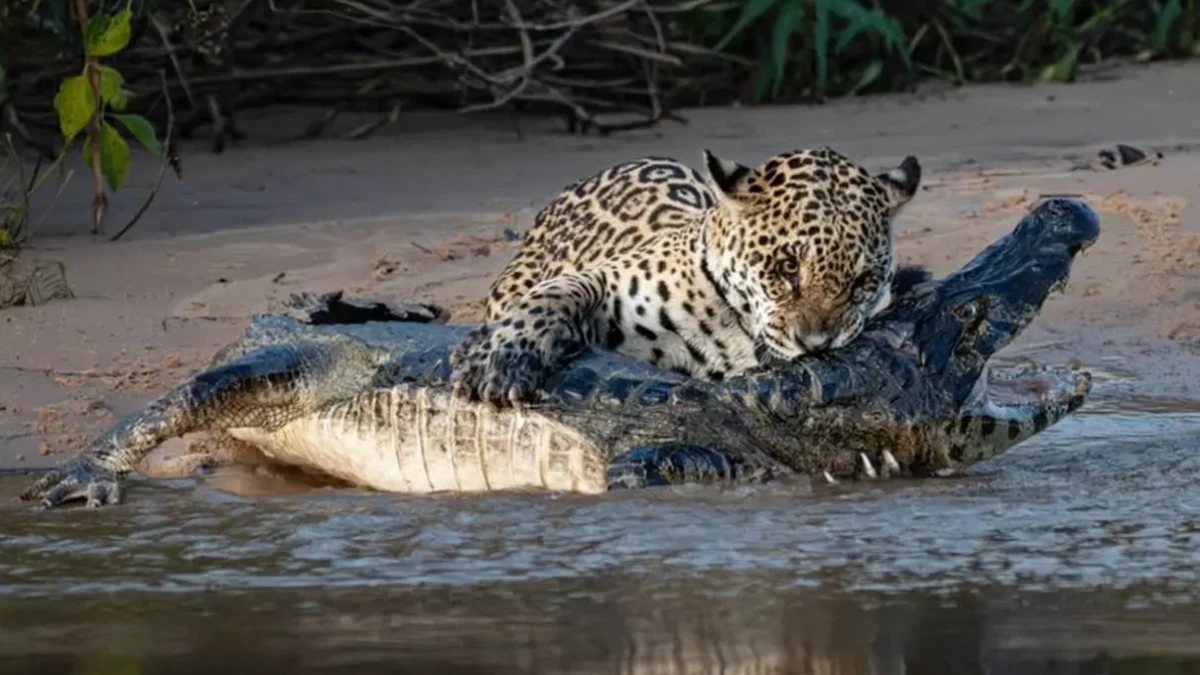 Onça atravessa rio, arma emboscada e abate jacaré gigante no Pantanal; vídeo A onça-pintada é o maior felino das Américas