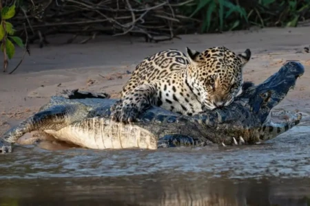 Onça atravessa rio, arma emboscada e abate jacaré gigante no Pantanal; vídeo A onça-pintada é o maior felino das Américas