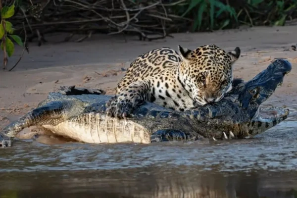 Onça atravessa rio, arma emboscada e abate jacaré gigante no Pantanal; vídeo A onça-pintada é o maior felino das Américas