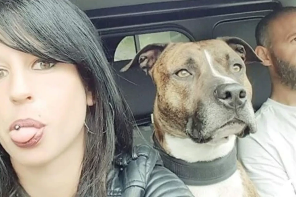 Homem é condenado após pitbull matar sua namorada grávida; cão será sacrificado Corpo da mulher foi localizado na floresta pelo companheiro