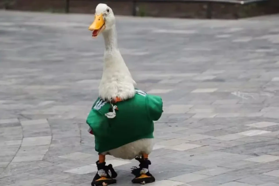 Pato do México: conheça ave que vestiu camisa da seleção anfitriã e virou mascote não-oficial da Copa do Mundo — Foto: Reprodução: El Universal