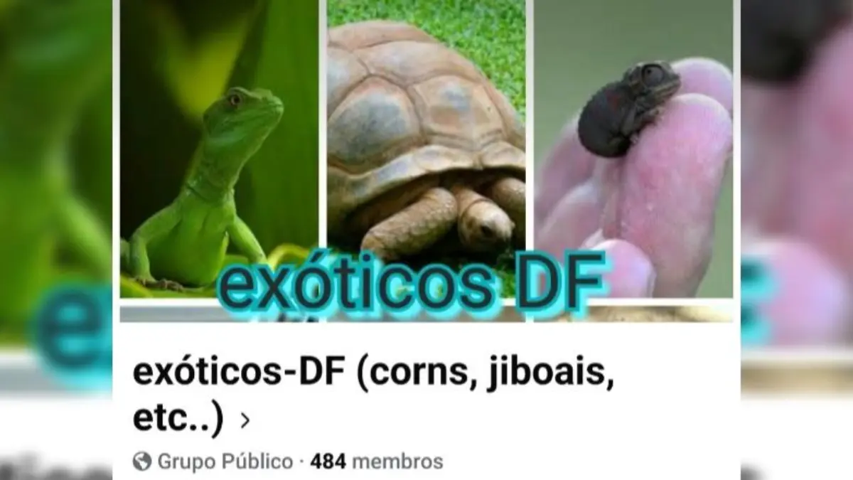 Tráfico de animais silvestres no Brasil
