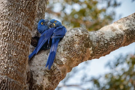 Casal de Arara Azul se aninha em árvore na natureza (Foto ilustrativa: Magnific)