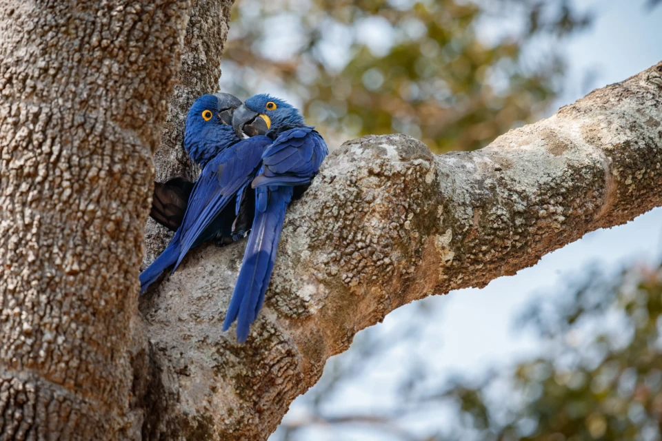 Casal de Arara Azul se aninha em árvore na natureza (Foto ilustrativa: Magnific)