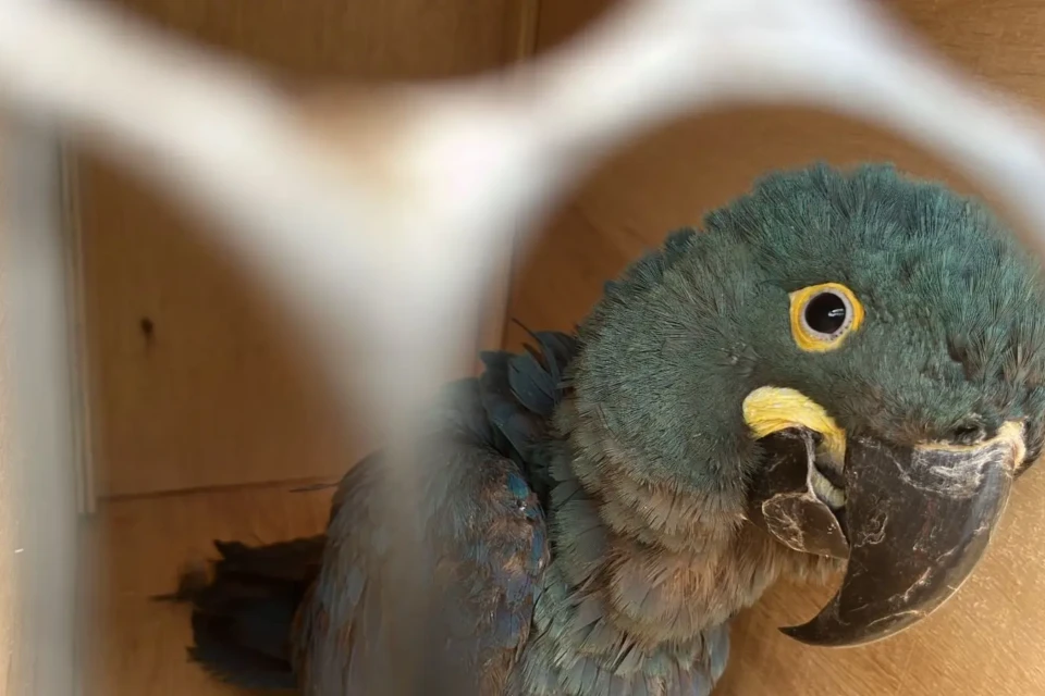 Tráfico de animais silvestres no Brasil