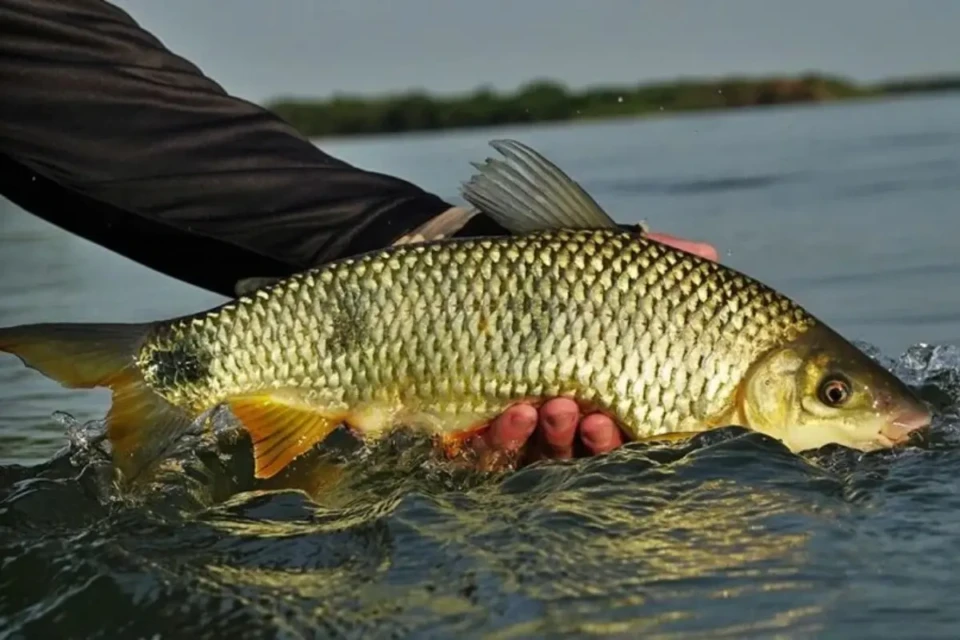 peixe 