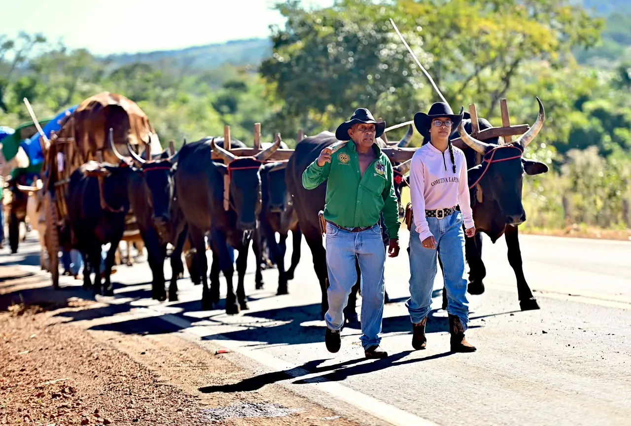 Tradição viva: comitiva de carreiros de Damolândia inicia jornada de fé rumo a Trindade Tradição viva: comitiva de carreiros de Damolândia inicia jornada de fé rumo a Trindade