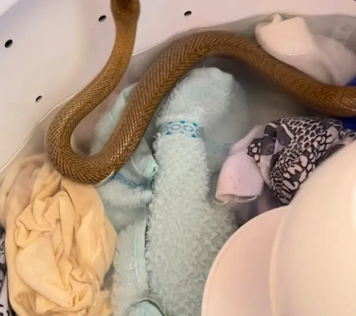 Bombeiros capturam serpente dentro de máquina de lavar roupas em Pires do Rio (Foto: Bombeiros)
