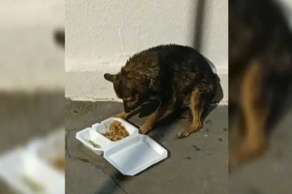 Cachorro sendo alimentado - (Foto: reprodução/PM)