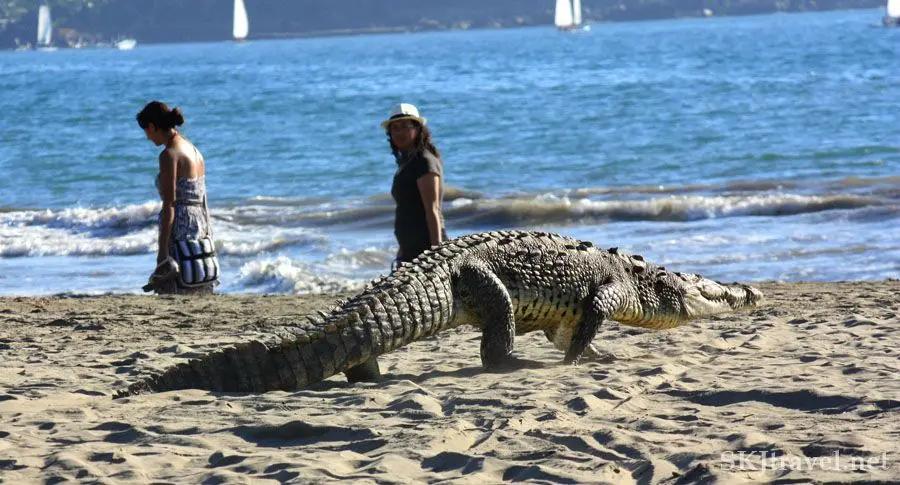 Crocodilo arrasta para o mar e mata turista em praia famosa no México; veja fotos Restos mortais da vítima foram encontrados no dia seguinte