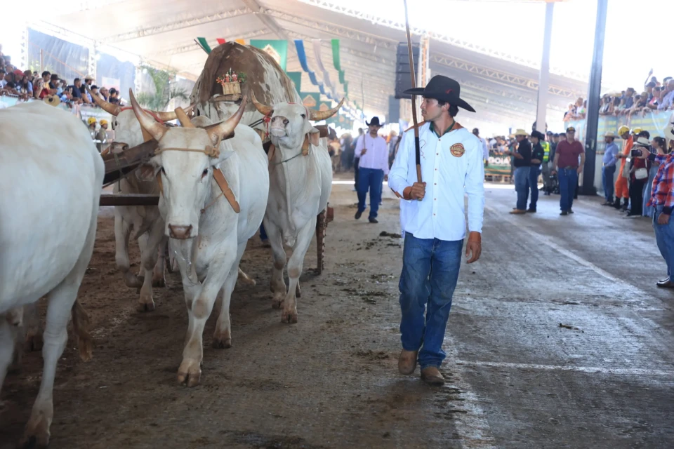 Desfile de Carros de Boi, Cavaleiros e Muladeiros acontece nesta quinta-feira (2), em Trindade