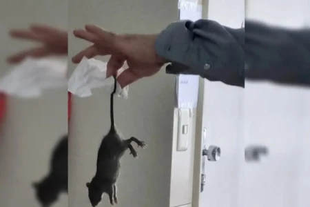Homem acorda no meio da noite com ratos roendo o seu rosto; foto Morador de Chicago diz ainda sentir sequelas do ataque