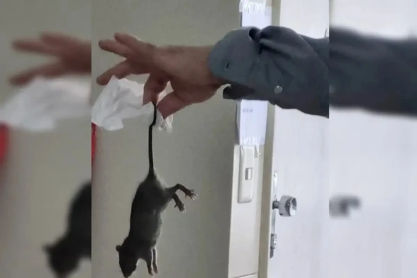 Homem acorda no meio da noite com ratos roendo o seu rosto; foto Morador de Chicago diz ainda sentir sequelas do ataque