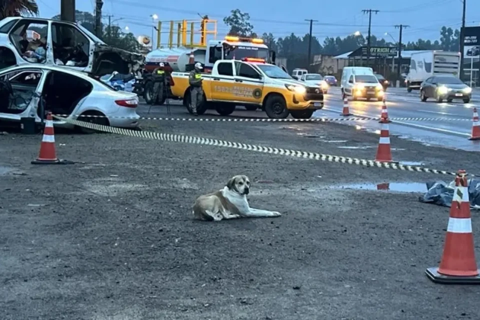 Cachorro permanece ao lado da tutora após ela morrer atropelada no RS; vídeo Animal foi recolhido por uma ONG e levado para um canil municipal
