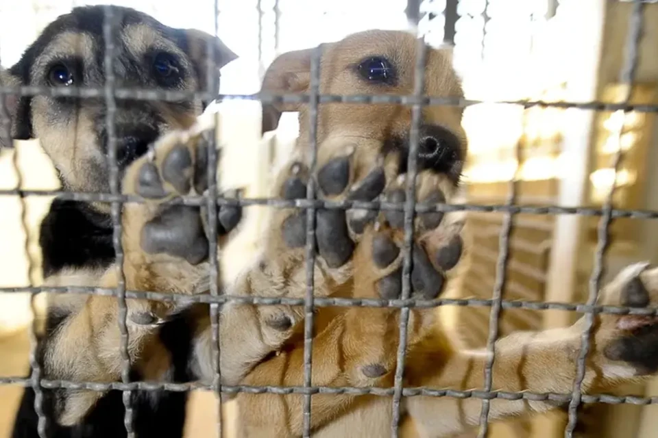 Goiânia terá página na internet para divulgar animais perdidos e disponíveis para adoção 