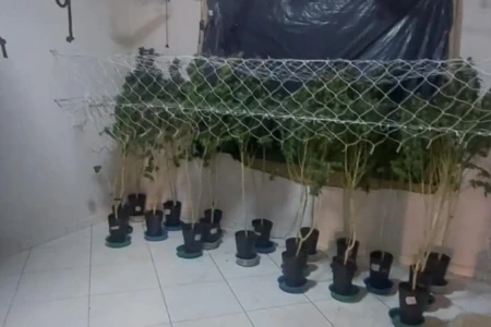 maconha 