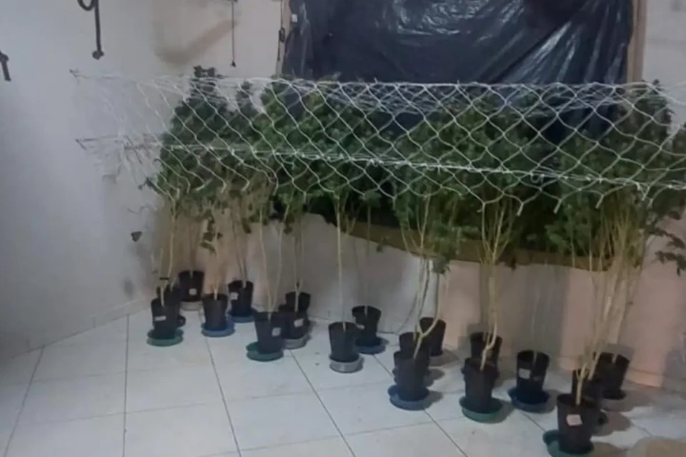 maconha 