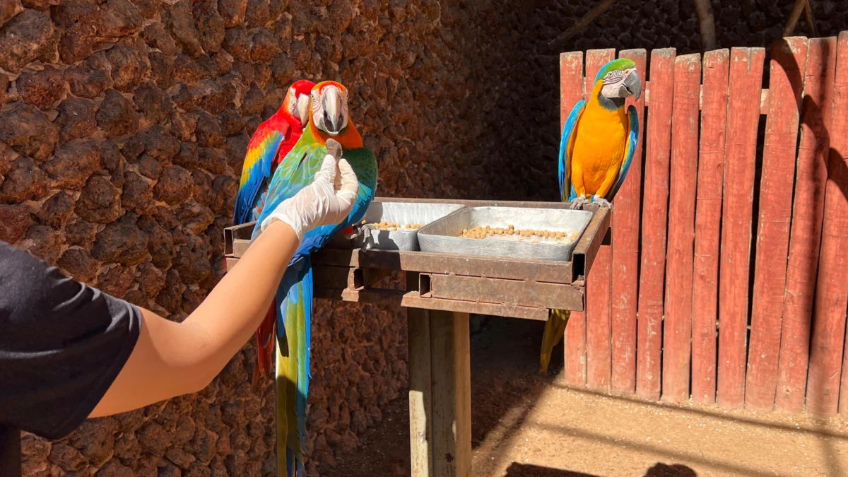 Animais do Zoológico de Goiânia recebem cuidados especiais durante mudanças de temperatura