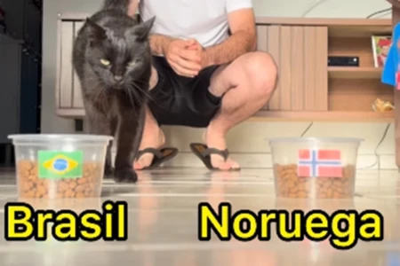 Animais 'videntes' apostam em vitória do Brasil contra a Noruega; assista