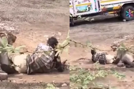 Trabalhador rural saía para o trabalho Cenas fortes: leoa ataca homem na Índia e caso tem desfecho surpreendente; vídeo