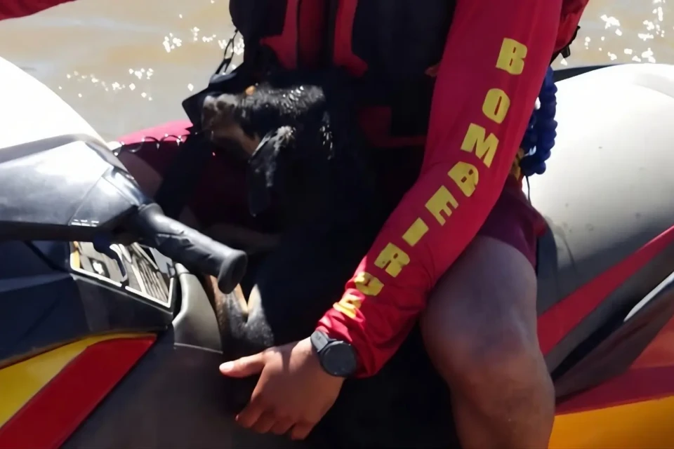 Cachorro é resgatado após ficar à deriva no Rio Araguaia, em Goiás