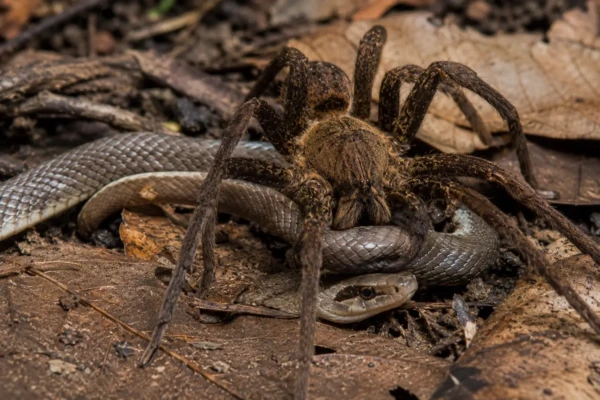 Nem cobra, nem aranha: veja qual animal lidera ranking de mortes na Austrália animal nativo do país ranking aparece apenas em quarto lugar