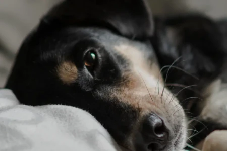 Tutor denuncia omissão de socorro a cão em Goiânia; clínica nega e diz que temeu invasão