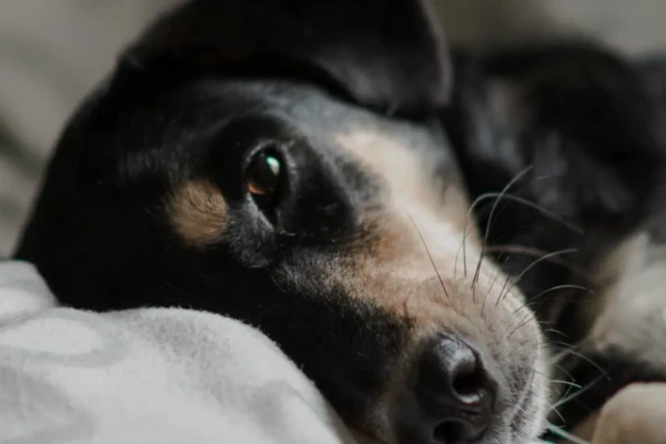 Tutor denuncia omissão de socorro a cão em Goiânia; clínica nega e diz que temeu invasão