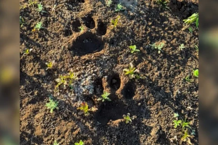 Pegadas de onça-pintada são encontradas em praia próxima a acampamentos no Araguaia; vídeo
