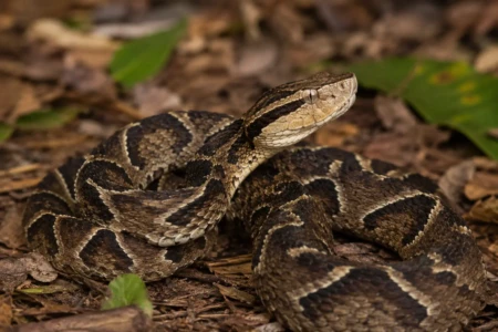 araracas são responsáveis pela maioria dos acidentes com serpentes peçonhentas registrados no Brasil. A espécie costuma atacar apenas quando se sente ameaçada, e o atendimento rápido com soro antiofídico é determinante para reduzir o risco de complicações. Crédito: Foto ilustrativa | Banco de Imagens/Adobe Stock