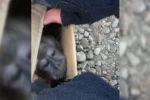 Filhote de macaco resgatado - (Foto: reprodução/PM)