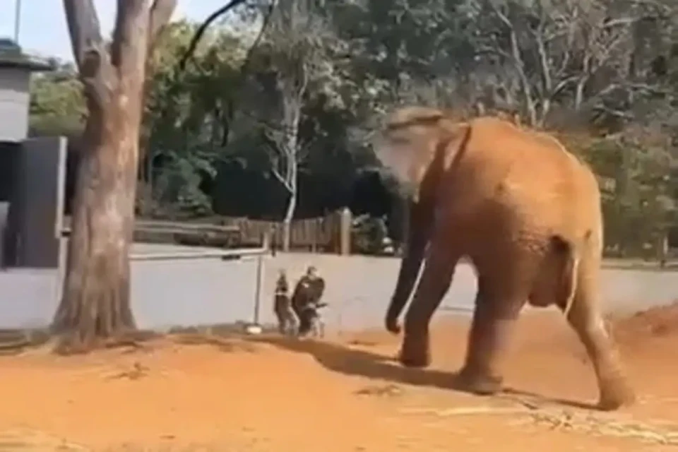 Suspeita apresenta transtornos psicológicos mulher invade recinto de elefante no zoológico e tenta arrancar criança da mãe no DF vídeo