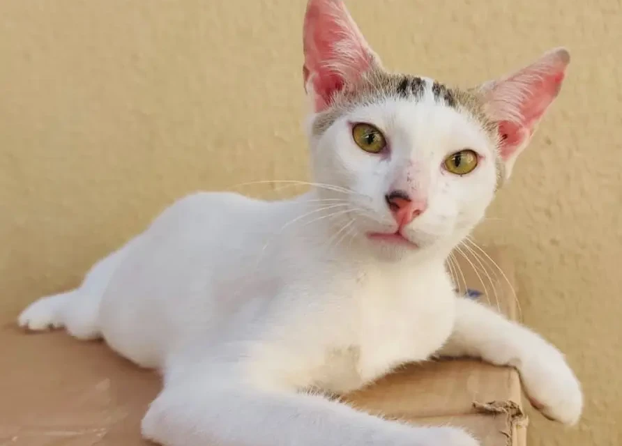 Gato-para-adocao_Divulgacao-001