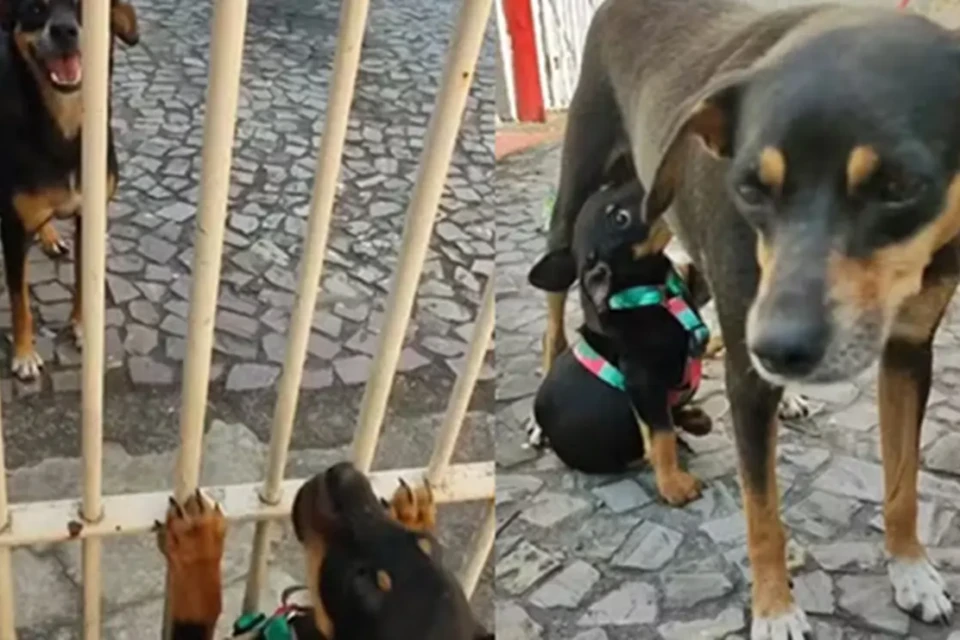 Reencontro emocionante entre cadela e filhote viraliza; vídeo Filhote foi resgatada das ruas e mãe apareceu no portão de casa da família
