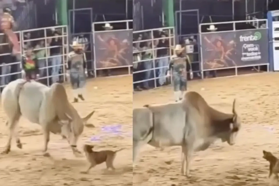 Caramelo rouba a cena em rodeio de Goiás, desafia touro na arena e arranca aplausos do público