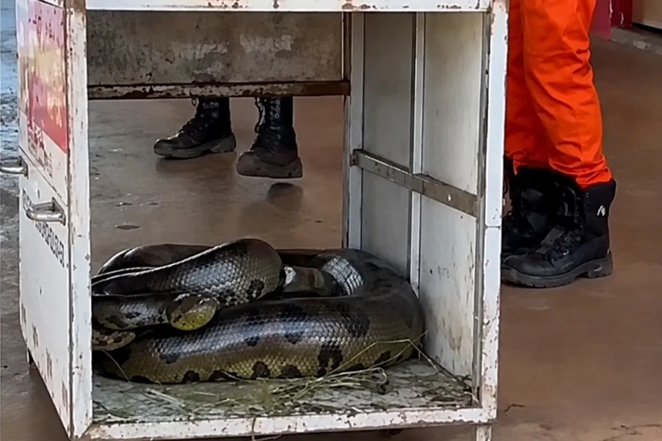 Sucuri de 4 metros e 70 kg é resgatada perto de área residencial em Quirinópolis; vídeo 2 Imagem da sucuri