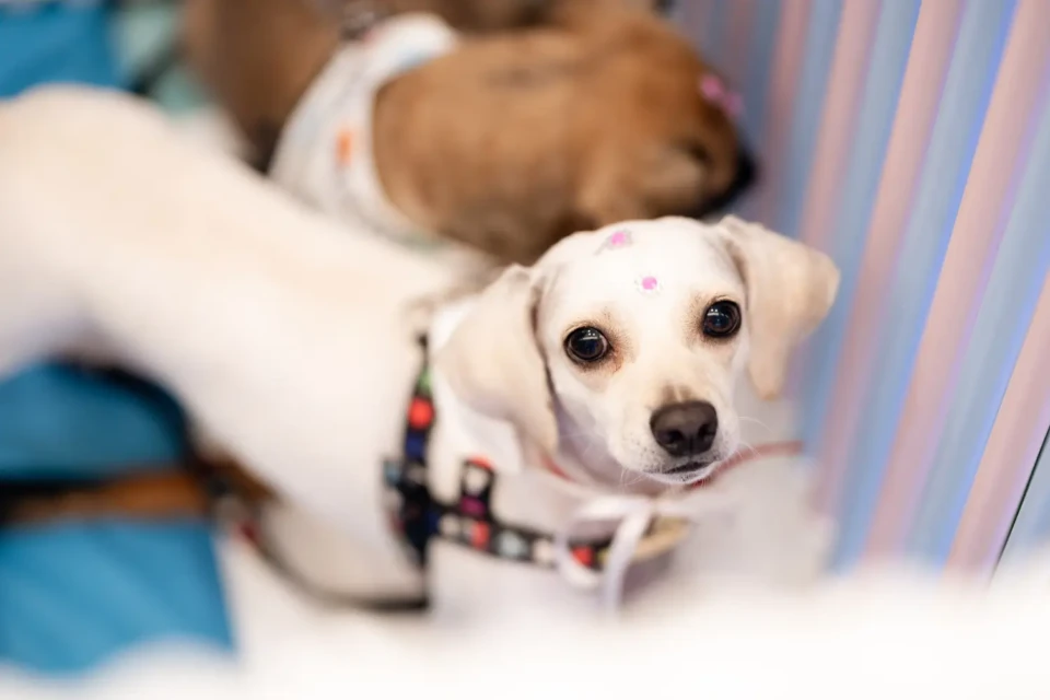 Evento de adoção reúne 20 cães à espera de um novo lar em Goiânia neste sábado