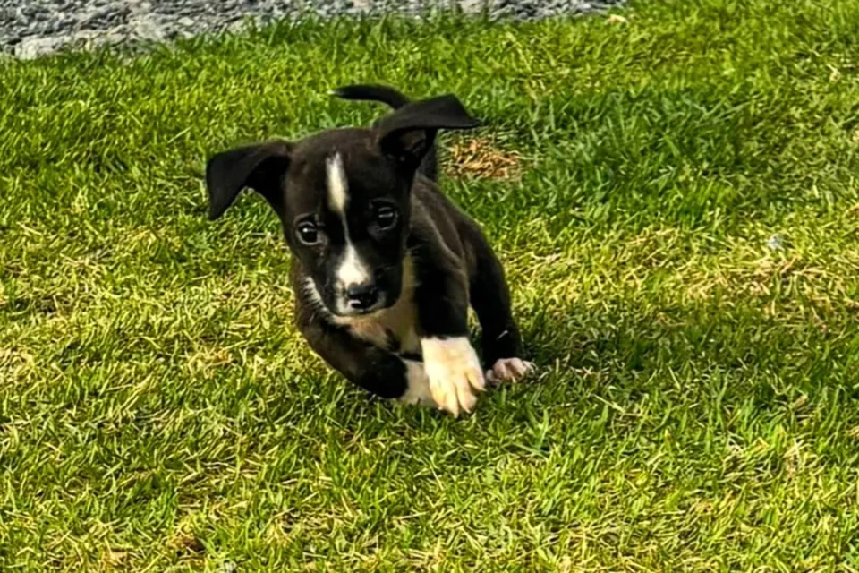 Evento de adoção reúne 35 cães e gatos resgatados neste sábado em Aparecida de Goiânia
