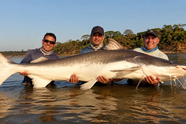 Por que a piraíba pescada no Rio Araguaia não pode ser consumida? Entenda Conheça o 'tubarão de água doce' que pode passar dos 2,5 metros