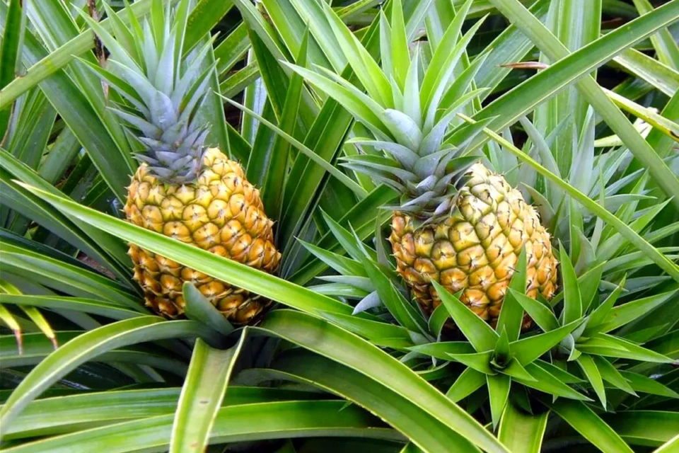 Goiás produziu cerca de 46,2 milhões de frutos de abacaxi Esta cidade de Goiás produz tanto abacaxi que virou referência no Brasil Jaraguá