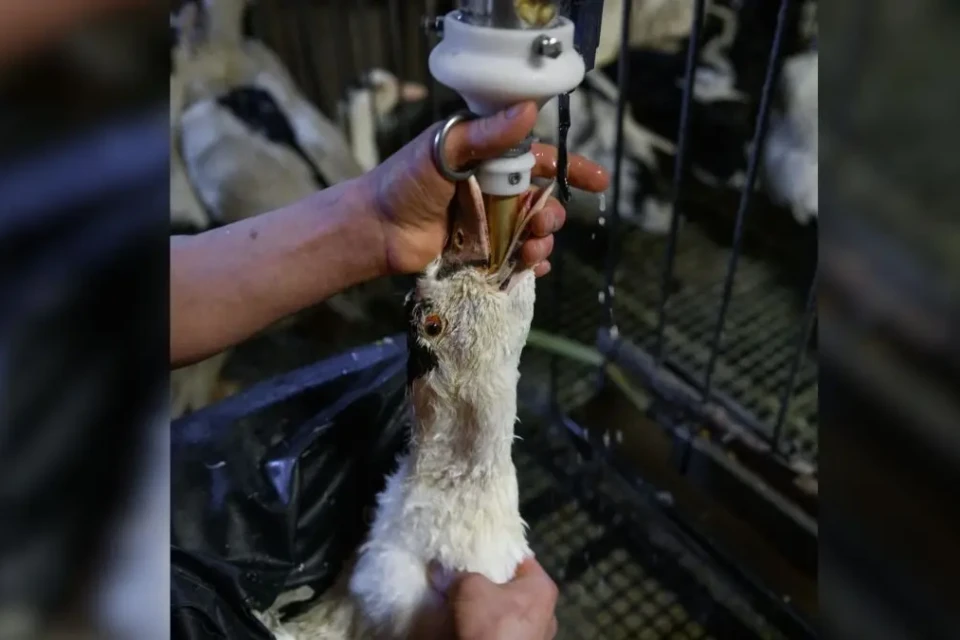 Para a produção do foie gras, o tratador insere um tubo na garganta da ave e injeta ração direto no estômago (Foto: Reprodução)